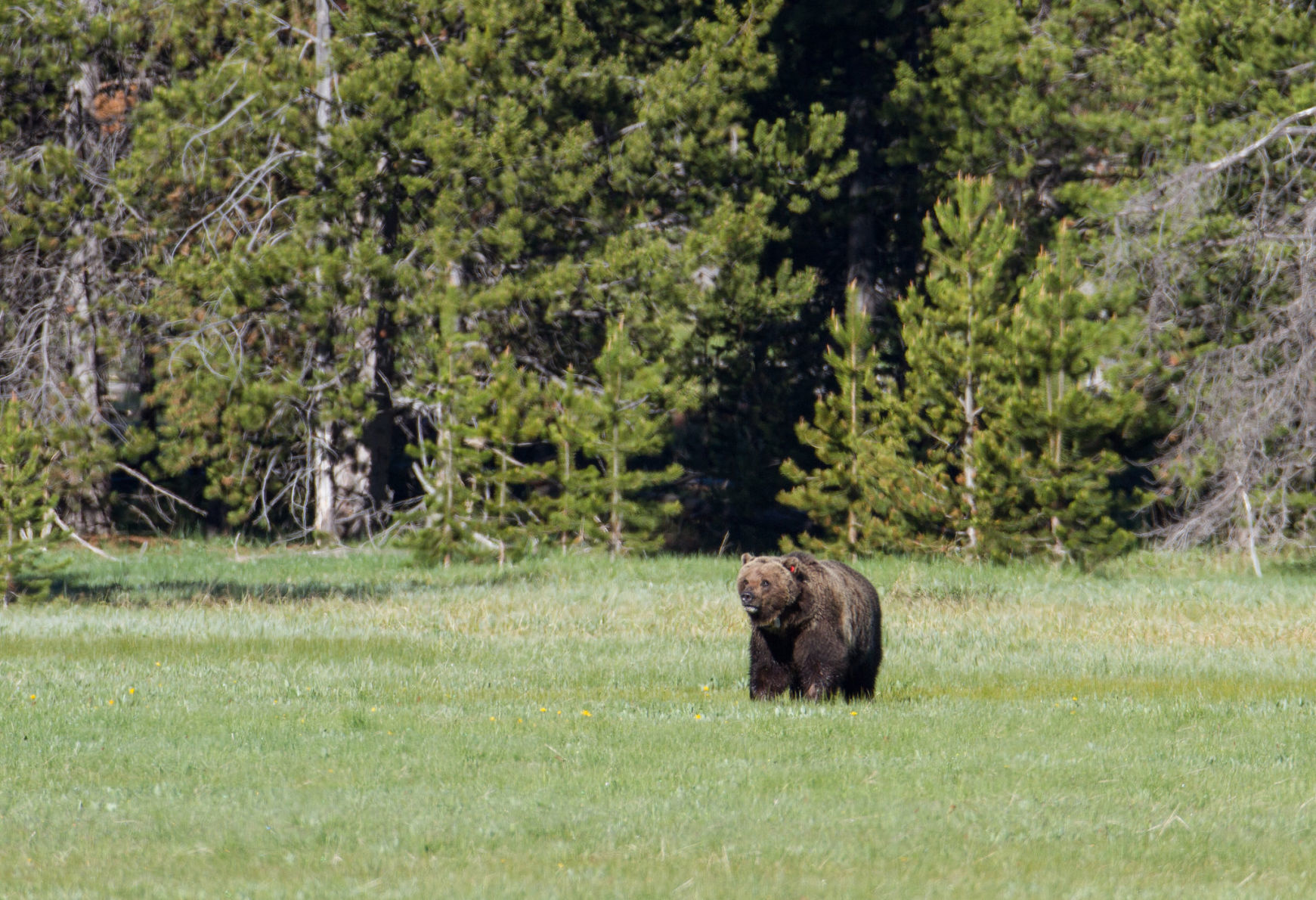 A grizzly bear walks in a grassy meadow